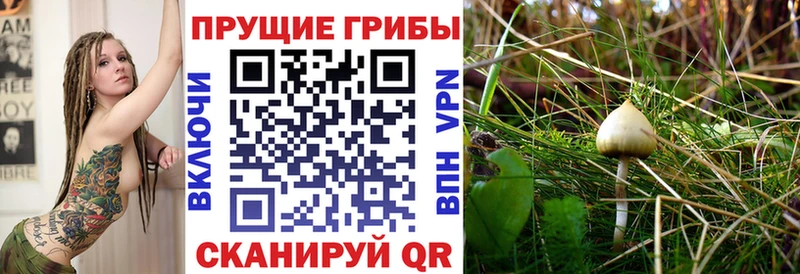 Галлюциногенные грибы Cubensis  Гай 